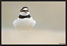 Kleine Plevier, Little Ringed Plover, Charadrius dubius Location: Wierden, the Netherlands kleine plevier MG 9392 kopie